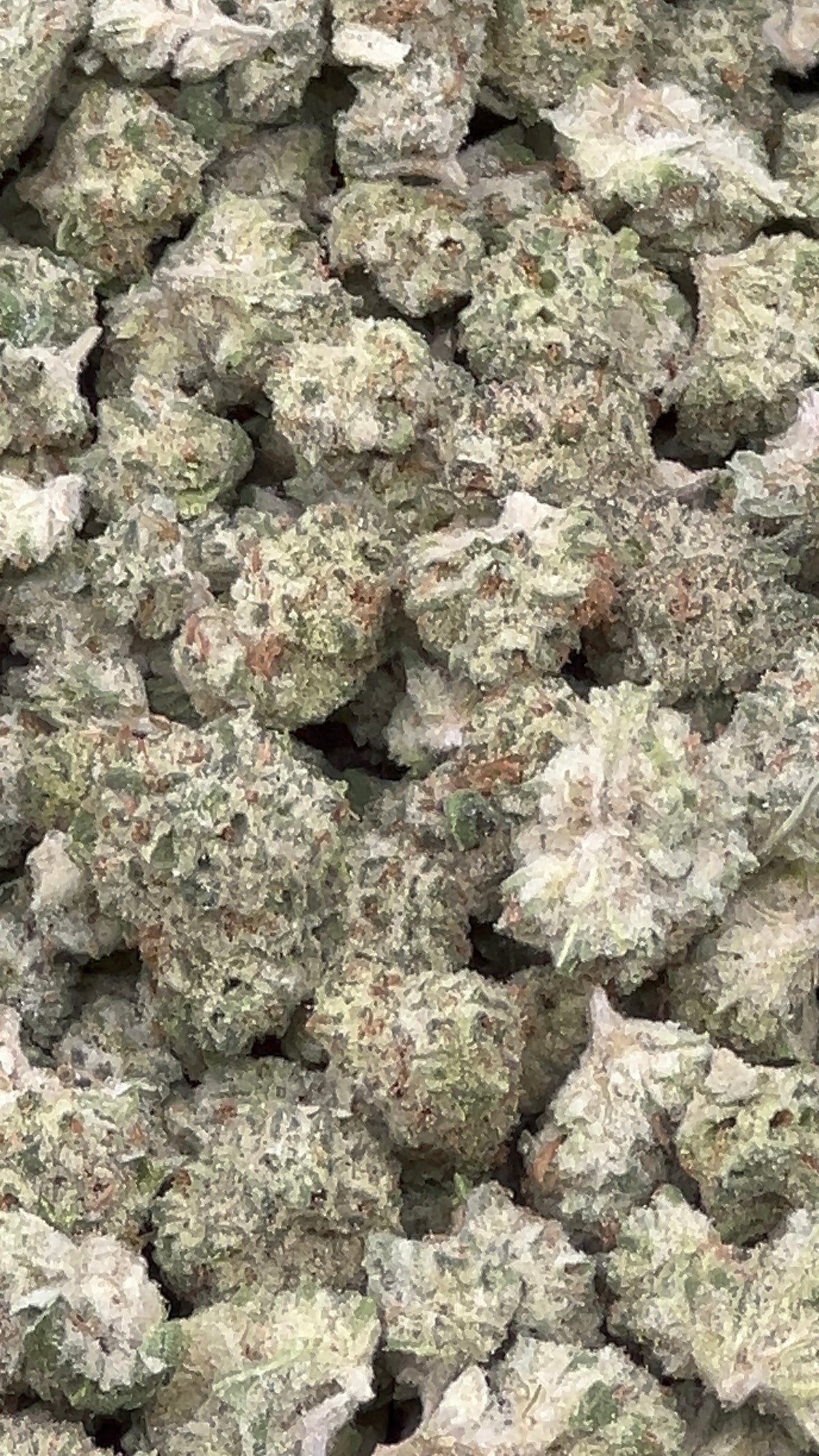 Oakland Runtz Smalls THCA Flower