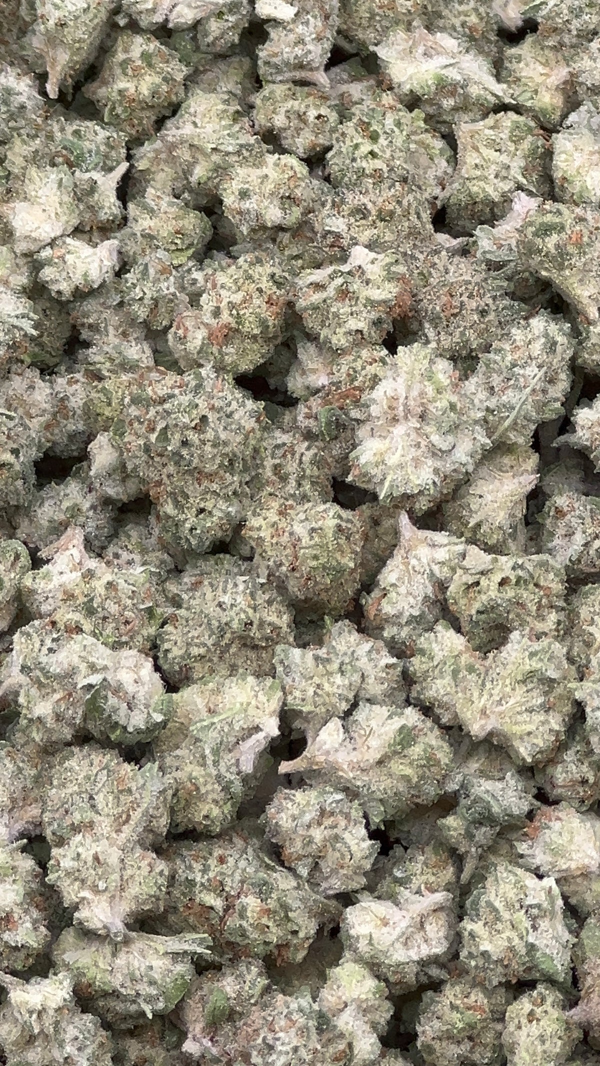 Oakland Runtz Smalls THCA Flower