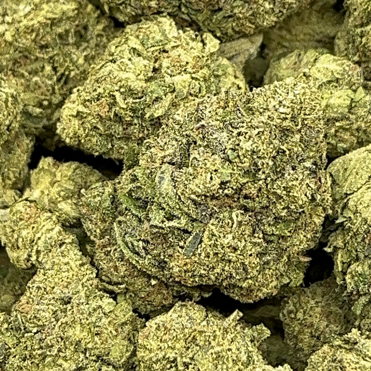 Oakland Runtz BULK THCA Flower
