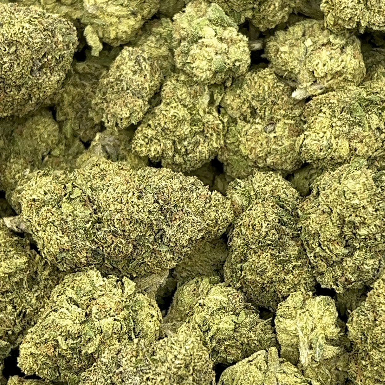 Oakland Runtz BULK THCA Flower