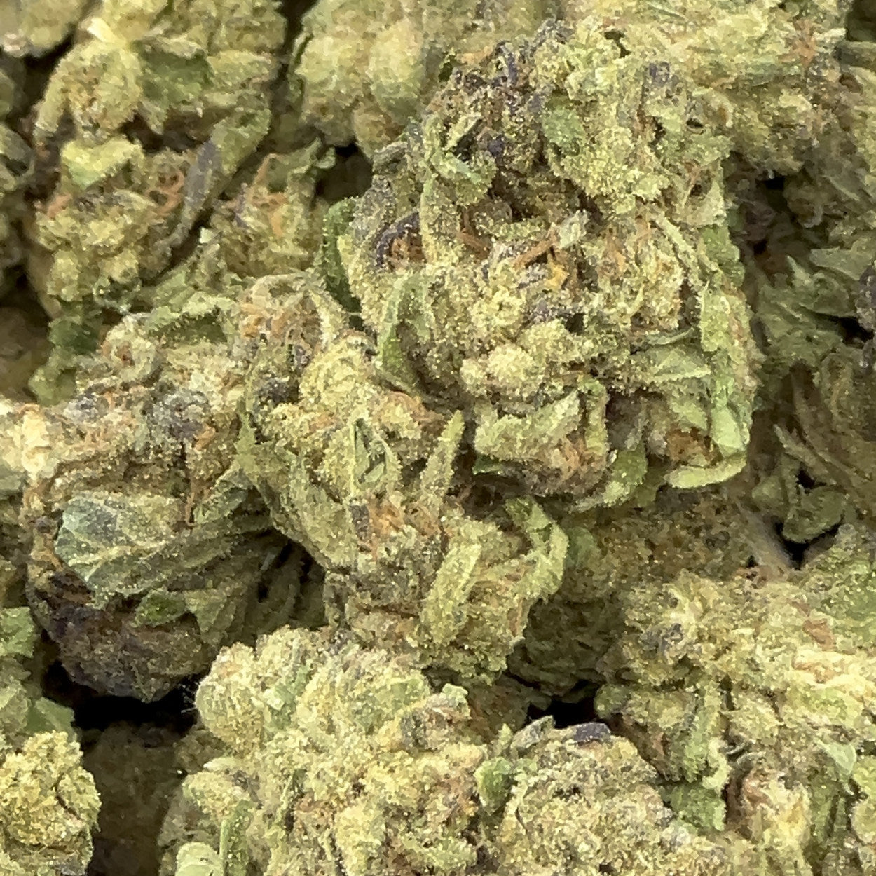 Pink Certz BULK THCA Flower