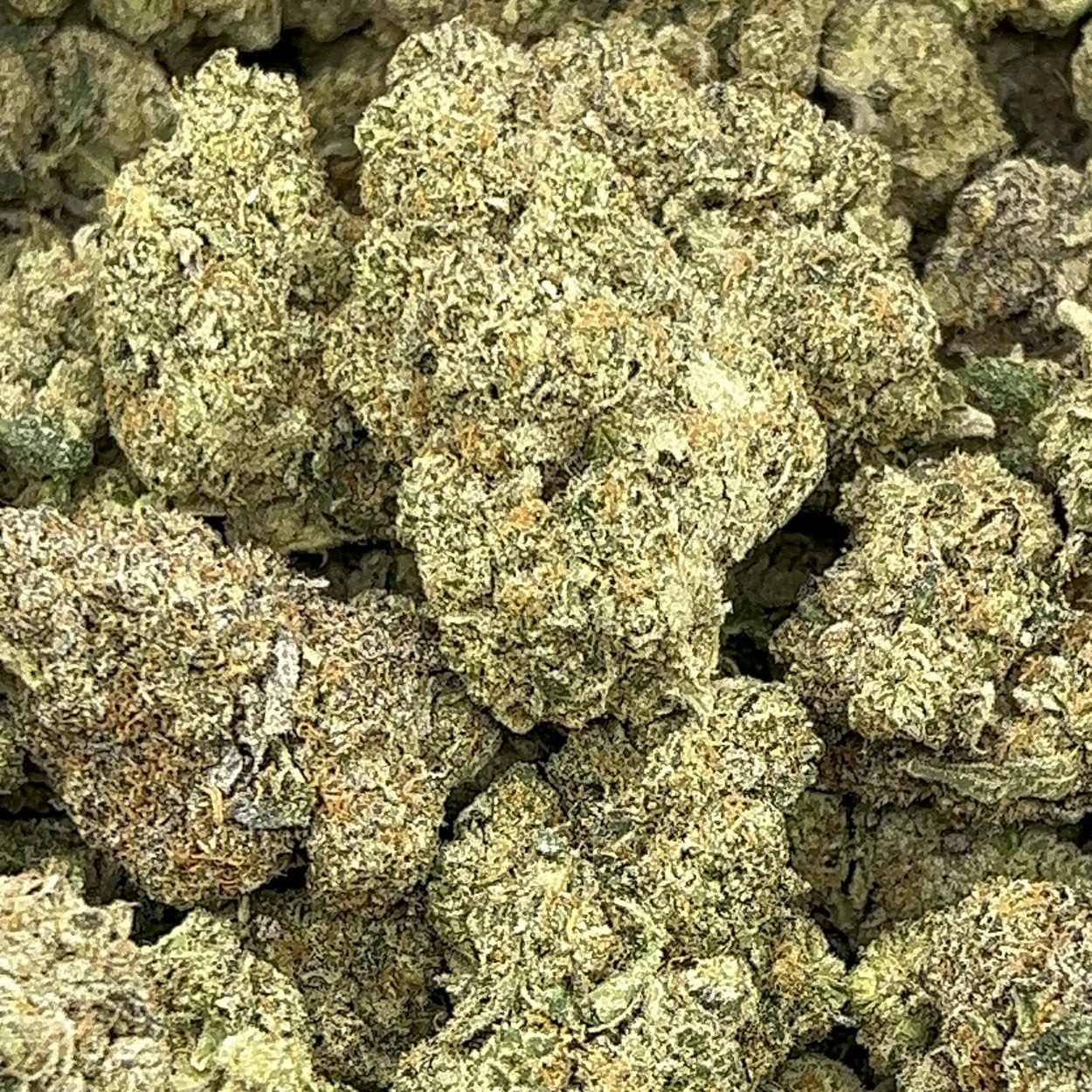 Wedding Cake BULK THCA Flower